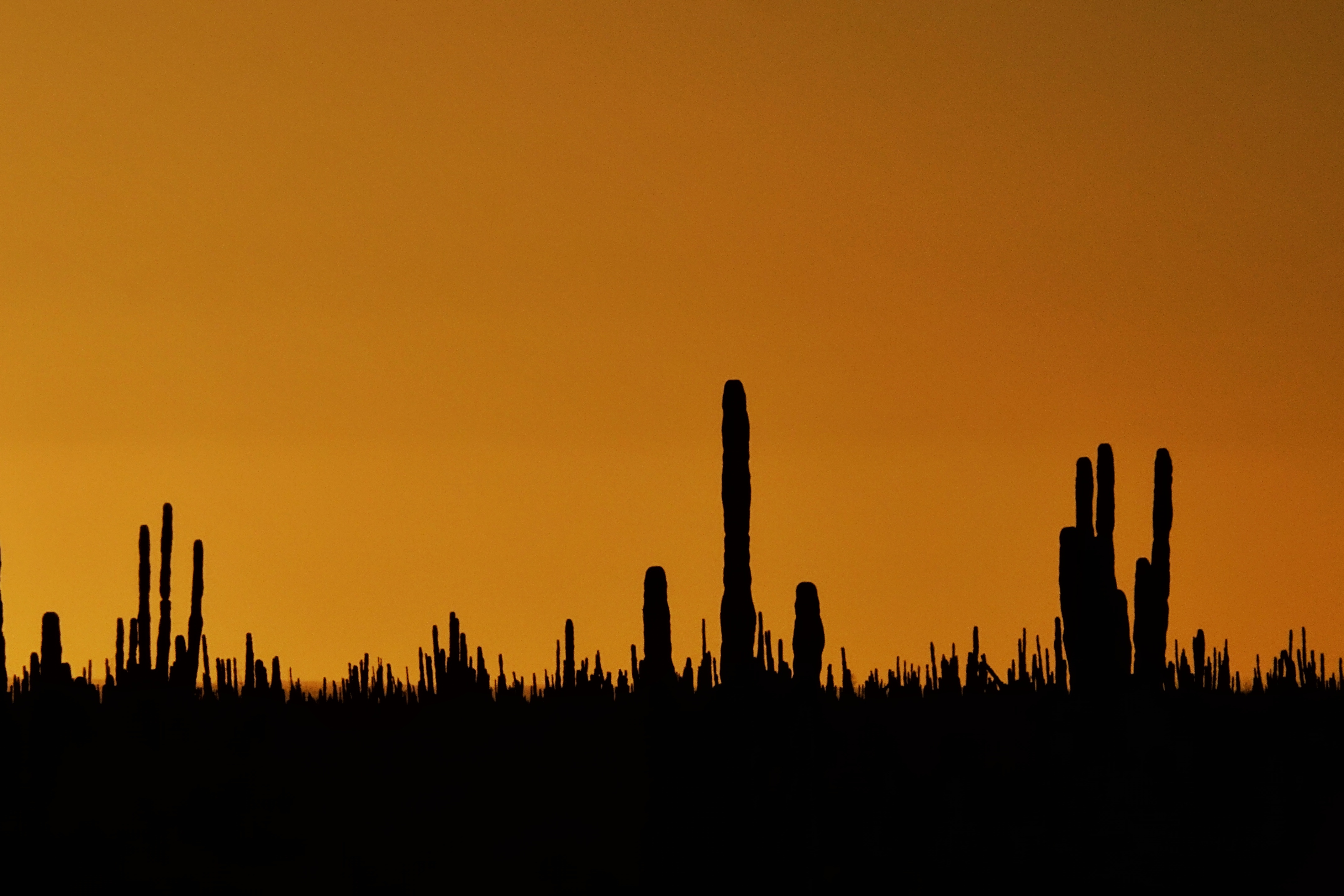 Cactus au coucher du soleil